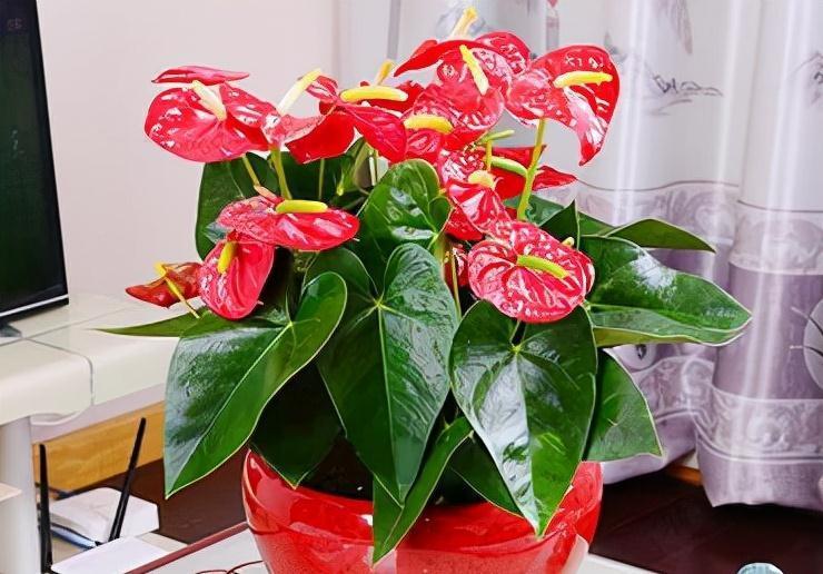 五种“旺宅花”，适合养客厅，一种比一种好养，一个比一个好看