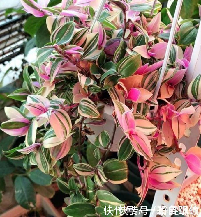 枝条|最适合新手养的4种花，沾土就能活，开花漂亮一年不停