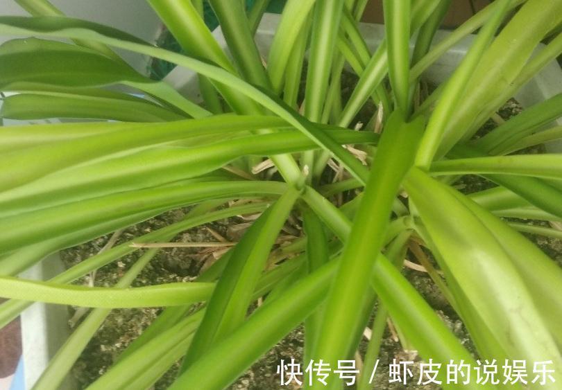 吊兰经常黄叶，干尖，烂根，实践证明这些要点做好了，就可以避免