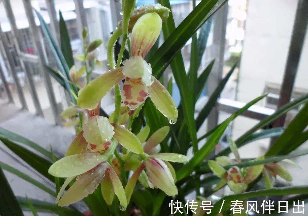 盆期|第一次养兰花长不好?放弃还是继续,看看老花匠怎么说