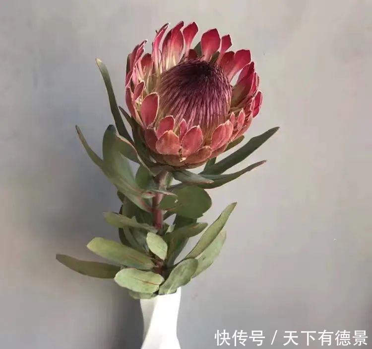 最气派的“霸王花”,家里养一盆,华丽又大气,富贵又吉祥
