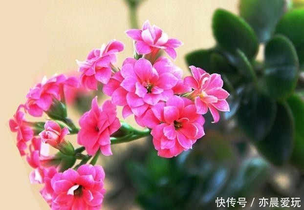 养护|客厅养护长寿花，注意这4点，就能照常生长！