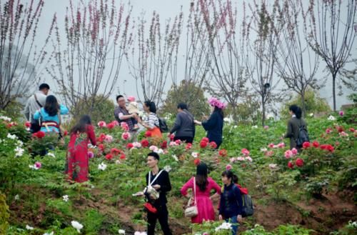 重庆一处适合春游的景区，50亩早樱争相开放，人气很高不要错过