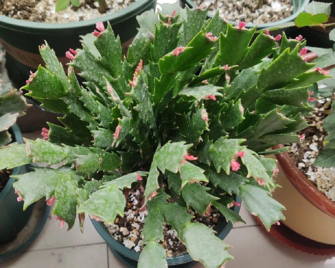 蟹爪兰|长寿花换盆，切忌越换越大，一直用小盆养才好！