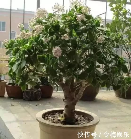 “养花杀手”通常都有的几个臭毛病,难怪养啥死啥,新手要留心了