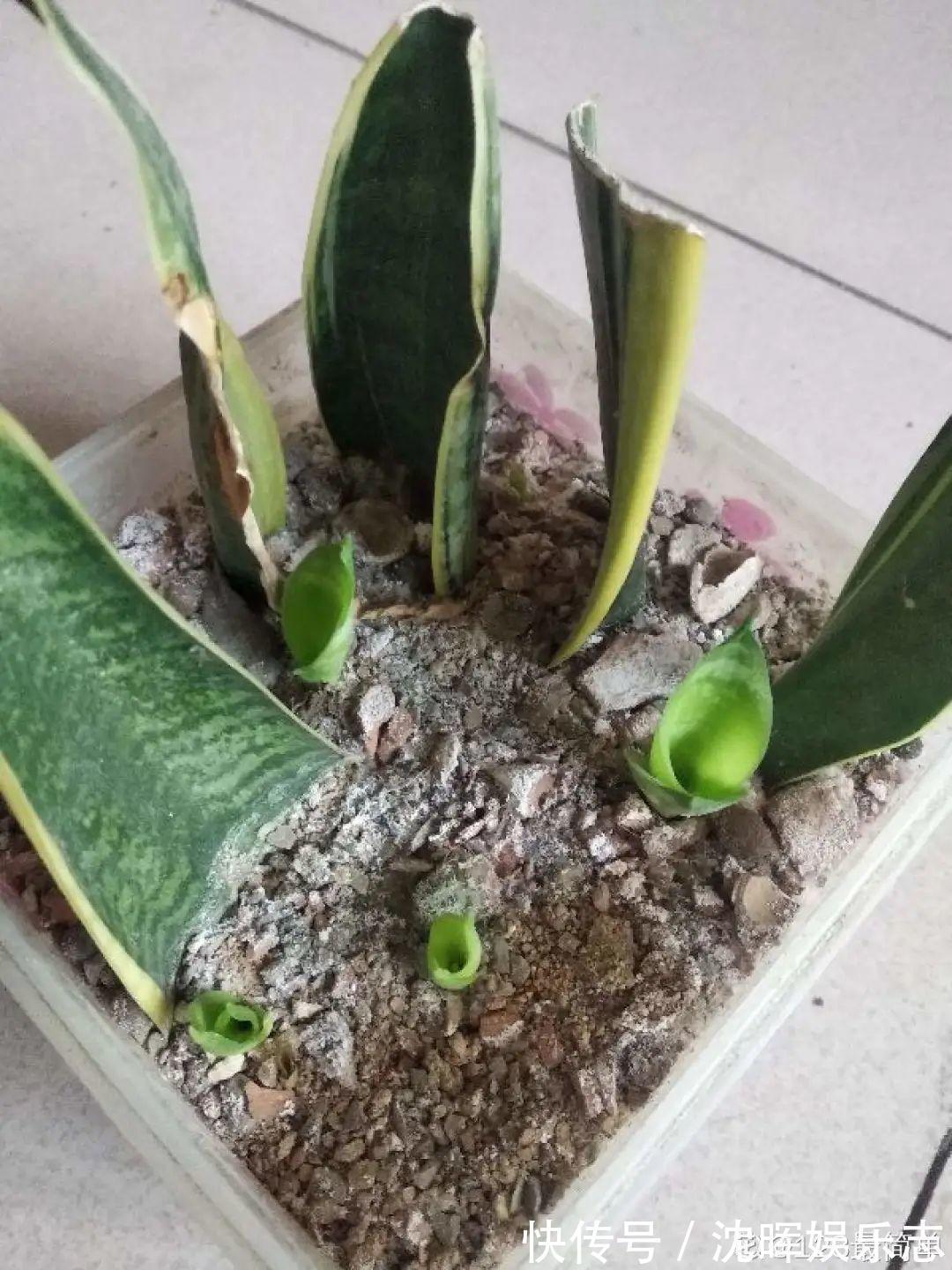 非洲堇|这花送人,只用送一片叶子,插土就活不心疼!