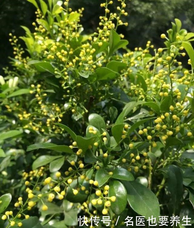 花香堪比香水,邻居大妈都追着问,眼馋极了!