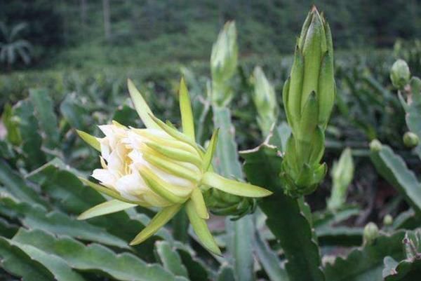 止咳|中医提醒：咳嗽老不好，路边霸气的花摘回家泡水喝，止咳有奇效