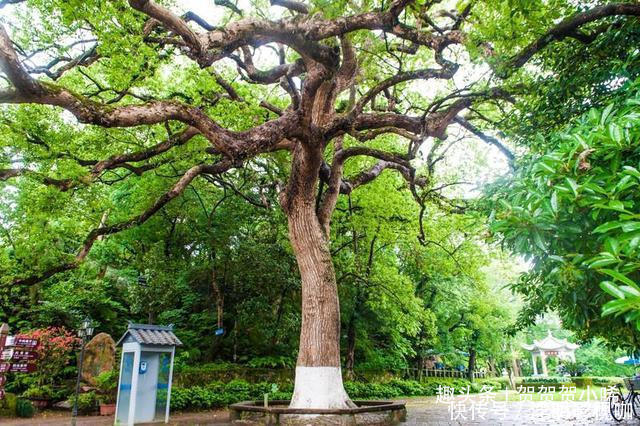 鼓浪屿|江浙沪最美的“孤屿”，风景媲美鼓浪屿，门票25元去的人却很少