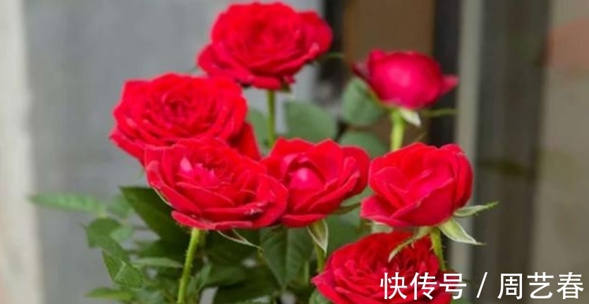 家有庭院就养“此花”,花期长达300天,好养又漂亮