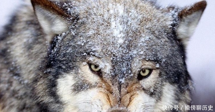 老虎|“不怕虎狼当面坐,只怕人前两面刀”,是什么比老虎还可怕