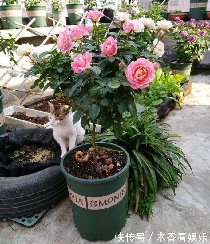 浇花|淘米洗菜水,全不如这种“水”,养花浇啥旺啥,还不用费钱