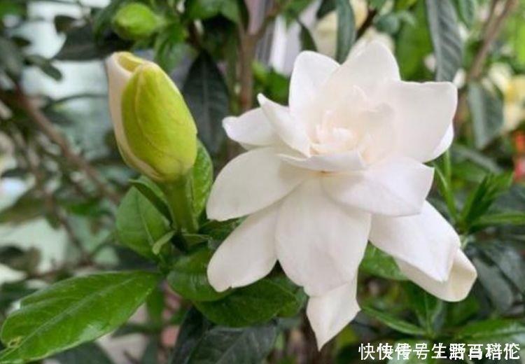 有钱人都养4种花 花大色艳 花香易打理 养在客厅美极了 粉紫色