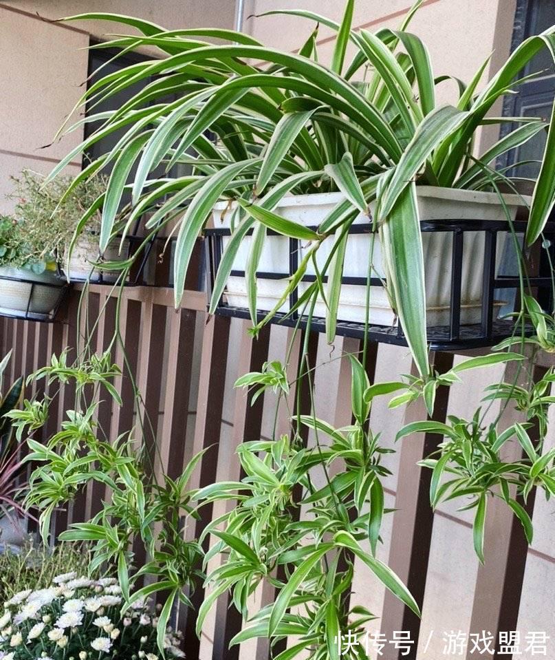 小雅|养好吊兰,3个方面不能少,郁郁葱葱、小吊兰很多、能开花