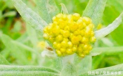 女性|女性不想得卵巢癌，每天食此菜，清理细菌，能让子宫越来越干净