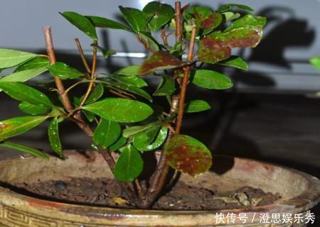 夏天吃水果，“留个籽”撒盆里，10天发芽变盆栽，养好摘果1篮子