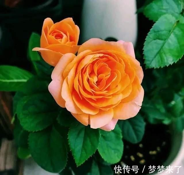 花根壮|养花常备4种水，每月用一次，叶子亮，花根壮！