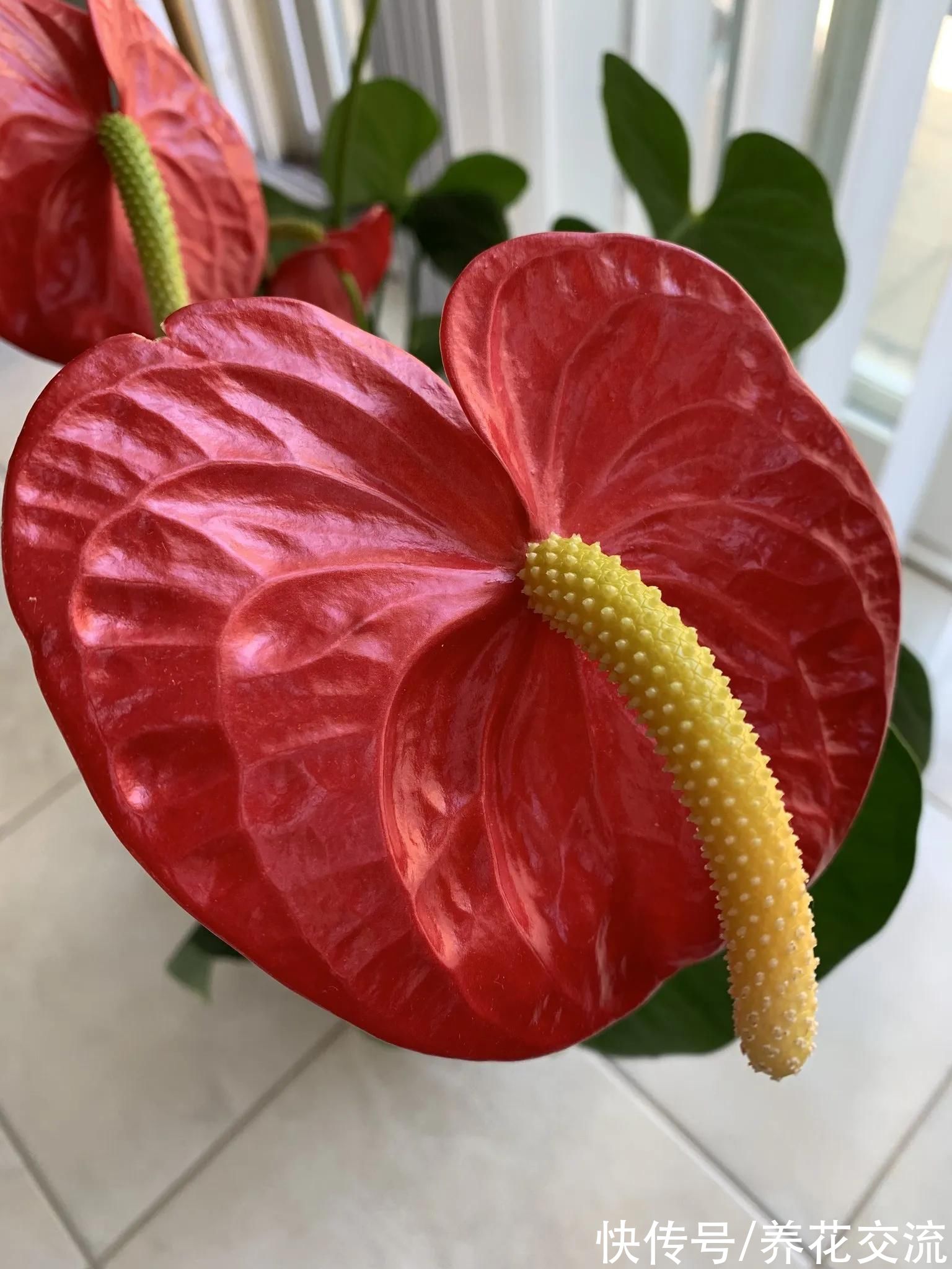 很适合在春节前后入手的5种盆栽开花植物