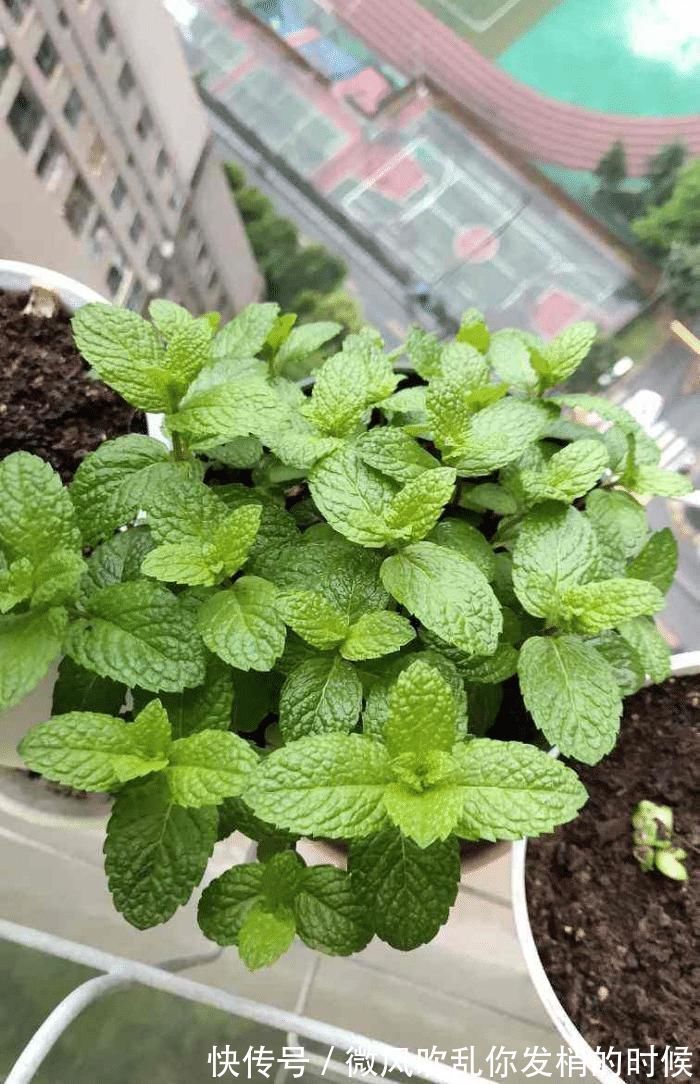 开花|急性子的人就养此4种花,掐个枝条插土里,当年就开花早看早知道