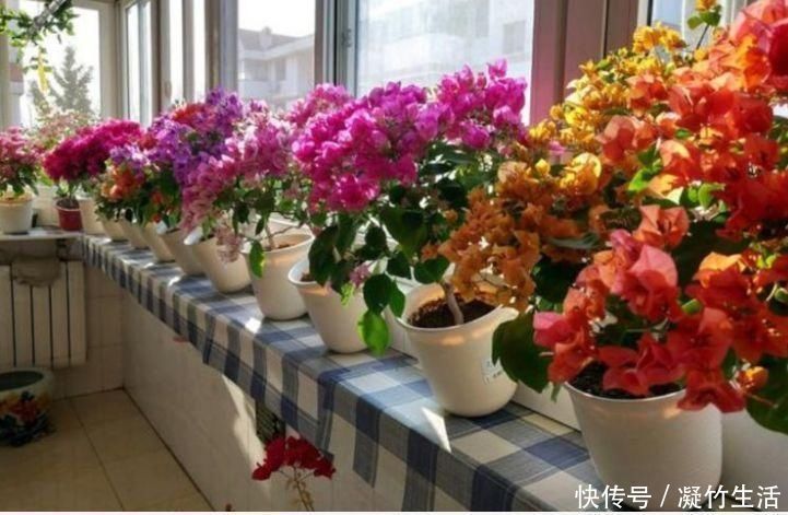 花友|4种花,是真正的开花机器,一年四季开不停,晒晒太阳就爆盆