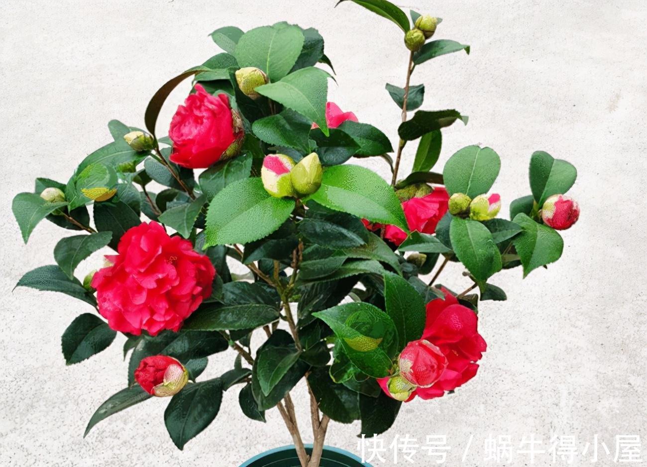 黄叶|茶花秋冬有“4怕”，难怪黄叶又掉“花苞”，避开今年还能开大花