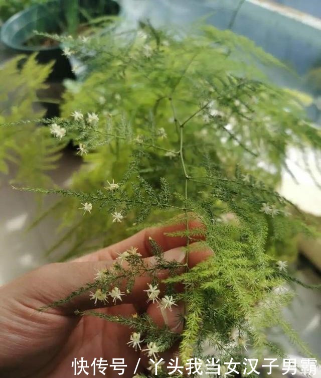 6种花净化空气效果好,放卧室特养人,睡得还香!