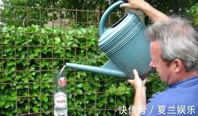 捡回7个塑料瓶,养成空中菜园,变废为宝,吃上绿色蔬菜