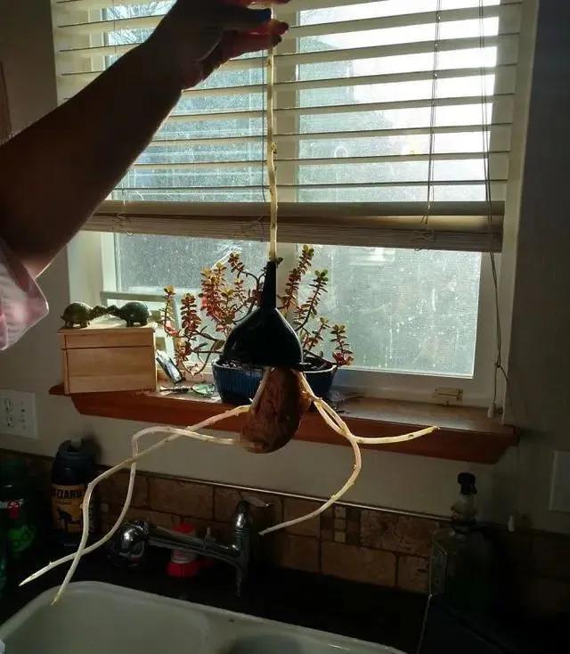 生物|土豆发芽有多恐怖!26张照片告诉你,它才是这个星球最神奇生物