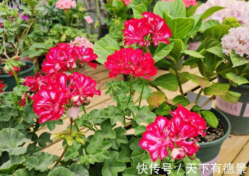 浇水|新买花卉有“5大忌”,买到以后别盲目,掌握技巧才能把它养好