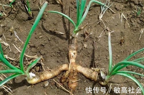 日华子本草|有一味滋阴润燥的中药,李时珍说它“上则清肺,下则润肾”