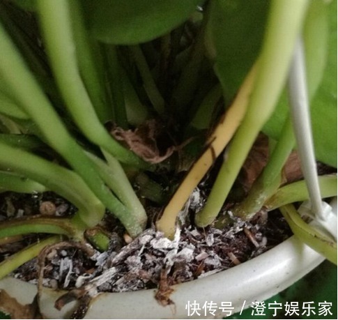 烂根|降温后绿萝发霉,烂根,这么补救有效,新手总算有救啦