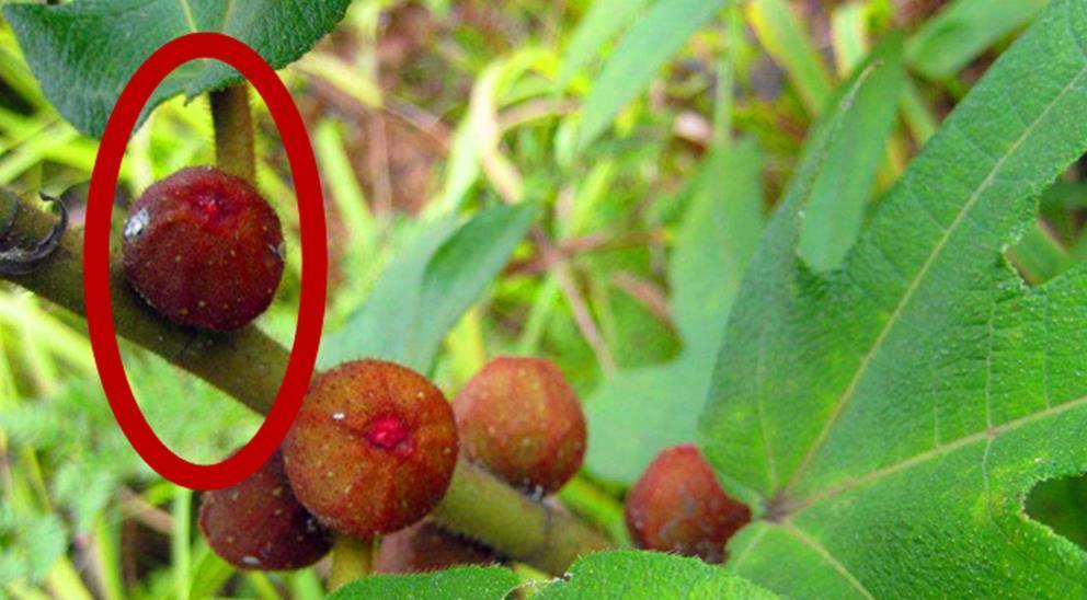 五指|农村这种野草有很好的健脾补肺功效,可治多种病症,价值很珍贵