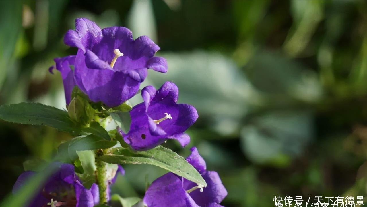 小清新|别错过这款网红花，花朵如小铃铛，“香气馥郁”双季节持续绽放