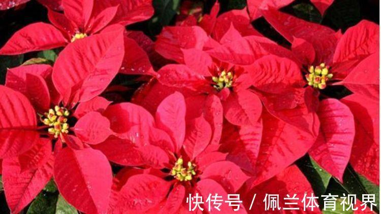 家里就养3种花，高端大气又旺财，2021年鸿运当头，福运迎门！