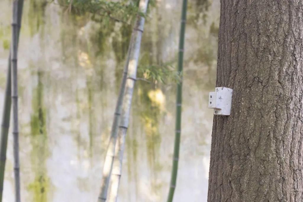  展览|“临时工”Jeremie盘活了1000岁的园林