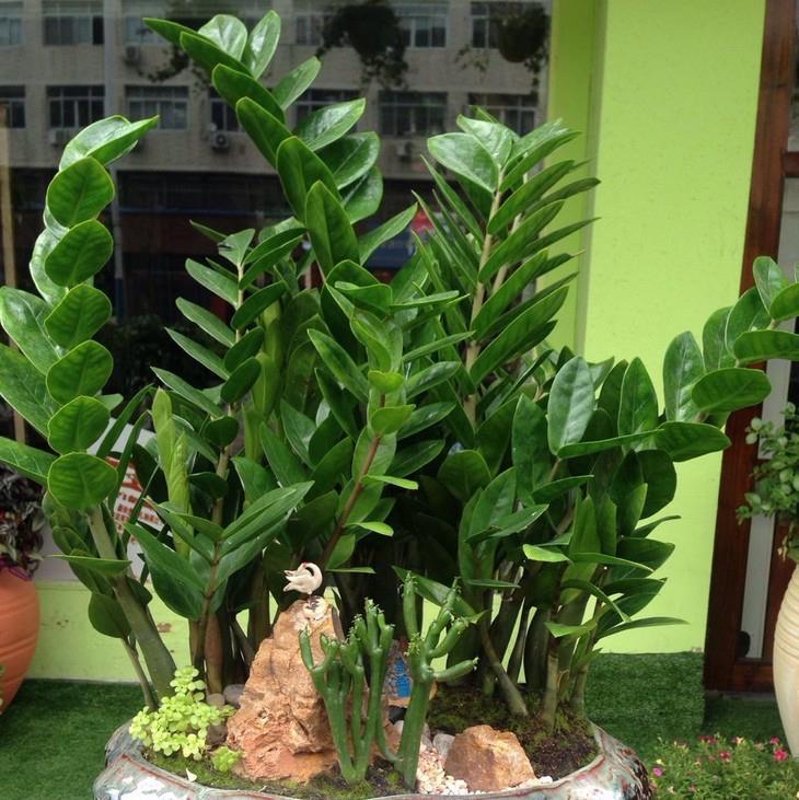 爆盆|家中养就3种花，名字带“钱”寓意好，枝叶多，美观大气又好养