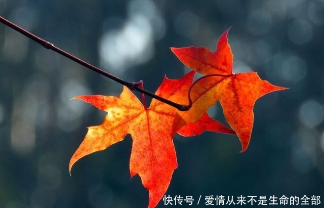 “生如夏花之绚烂,死如秋叶之静美”的下一句是什么它才是重点