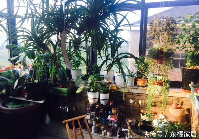 寒流|寒流来袭，花盆里撒1把过冬肥，根粗叶绿不怕冷，蹭蹭长