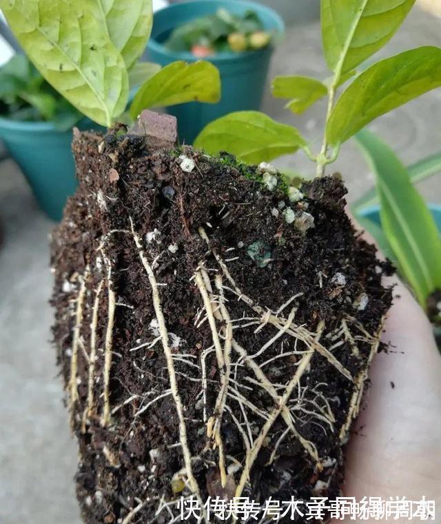 健壮|8种花不用买,去朋友家掐个叶片插土里,7天就生根,太容易成活了