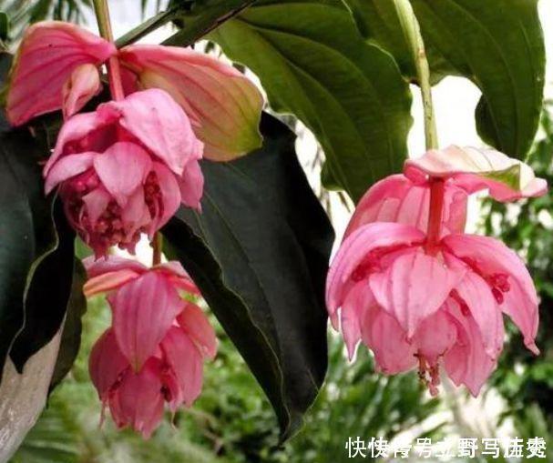 吊钟海棠|生命力超顽强的花卉,好养易活,旺财又养人,寓意也是超好的