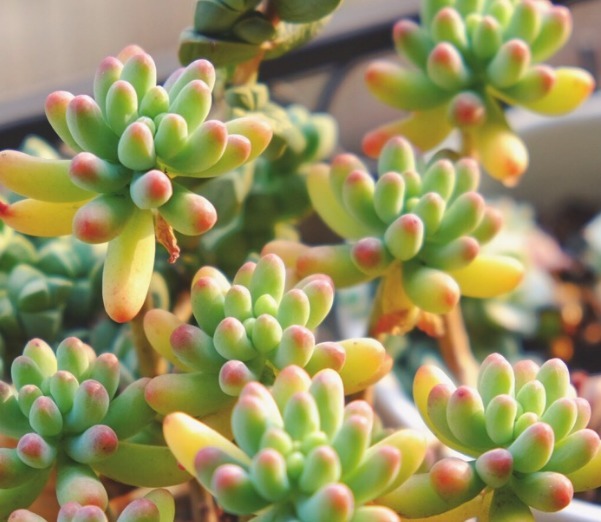 夏天适合养的多肉植物,没事试试这“几种”,省心也好养