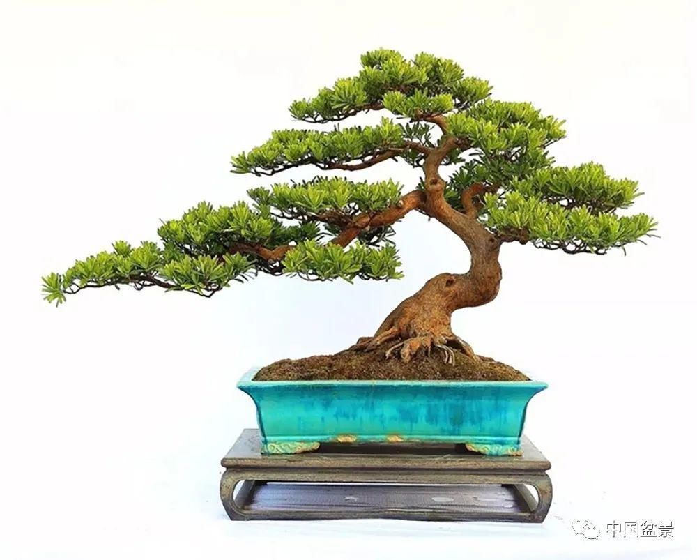 植株|这两种盆景能当传家宝,被爱好者当“心头肉”