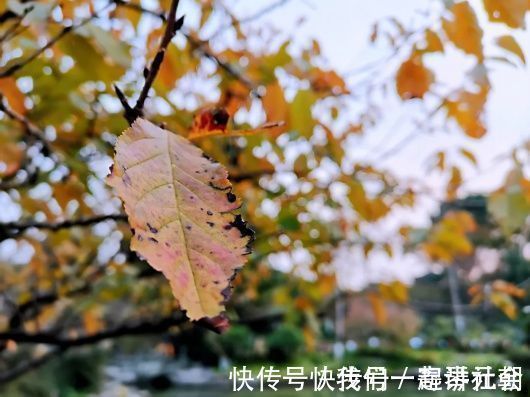 公园|用三首诗来形容闵行这座公园的美，最为贴切！