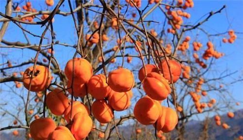 春季養(yǎng)生正當(dāng)時(shí)，推薦幾種食物，能夠增強(qiáng)食欲，改善睡眠