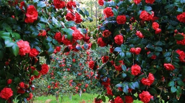 玫瑰花香|别再养绿萝了,此花好养易活,花开四季,比玫瑰花香,比牡丹花艳