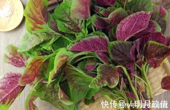 城里人|这种蔬菜被称为“长寿菜”,农村人不多见,城里人肯定没见过