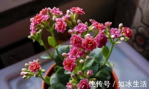 养长寿花，将“4忌4喜”进行到底，爆盆开花只是分分钟的事情