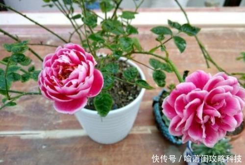 漂亮|此花被称世界名花,漂亮不输牡丹,四季有花赏,是家庭盆栽佳品