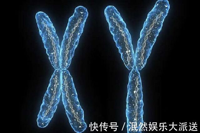 染色体|孕期第几周能看出“胎儿性别”这个时间段,B超医生一眼能看出