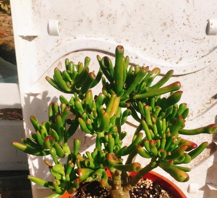 多肉植物|养多肉植物吸财树的注意事项